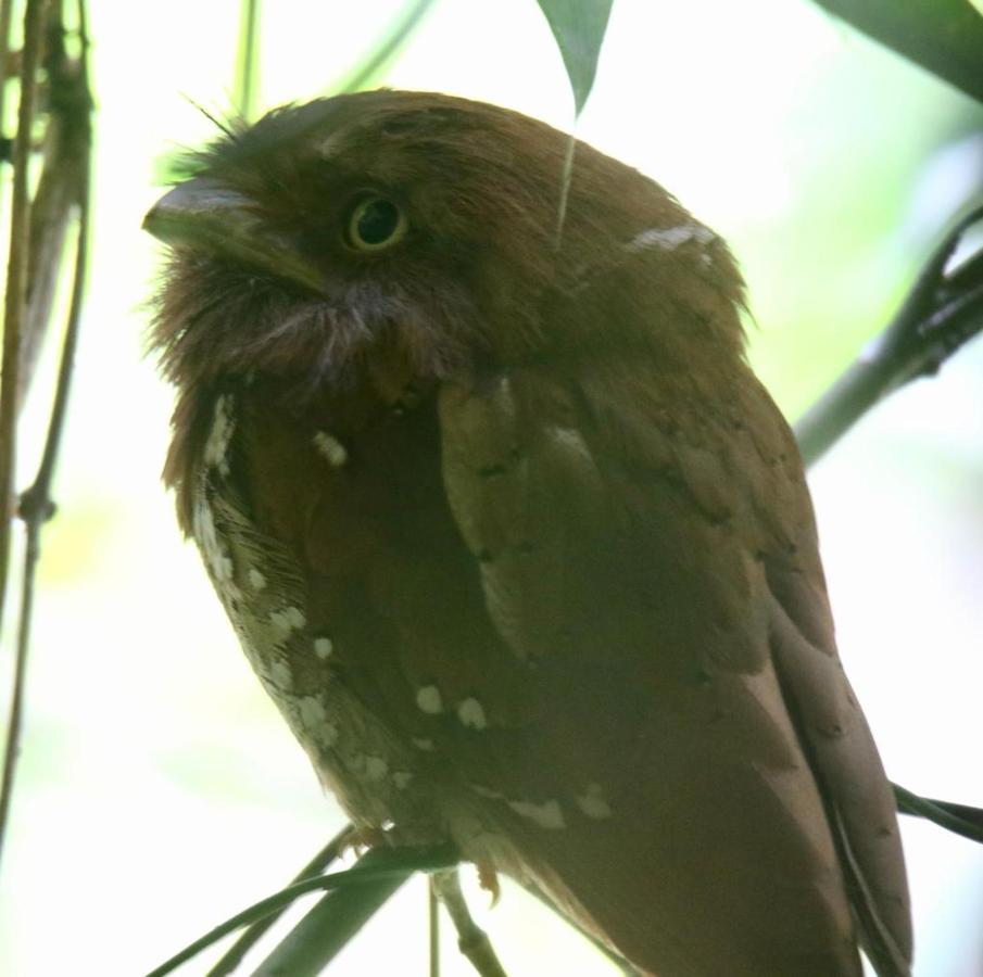 Rainforest Holiday Inn デニヤヤ エクステリア 写真