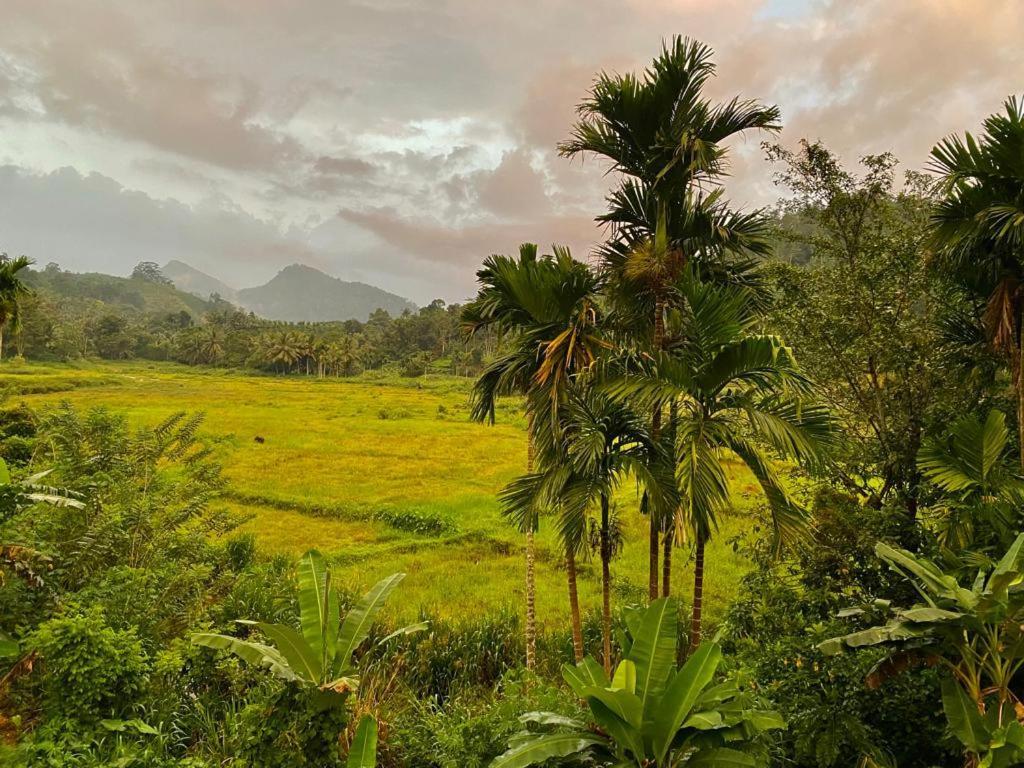 Rainforest Holiday Inn デニヤヤ エクステリア 写真