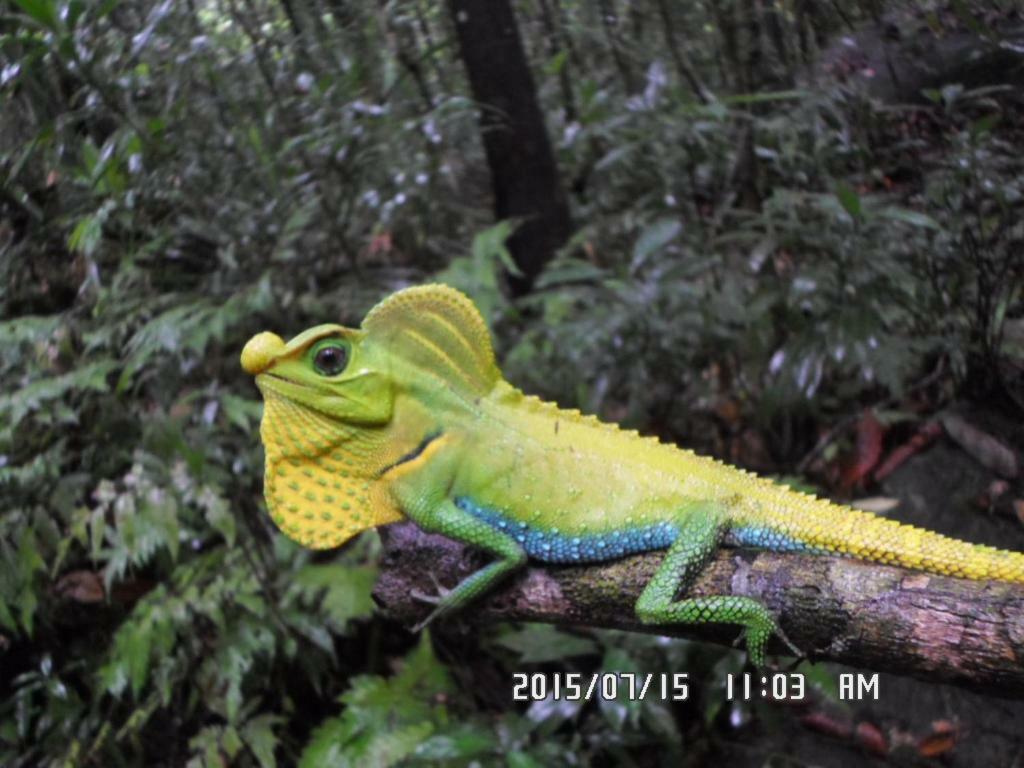 Rainforest Holiday Inn デニヤヤ エクステリア 写真