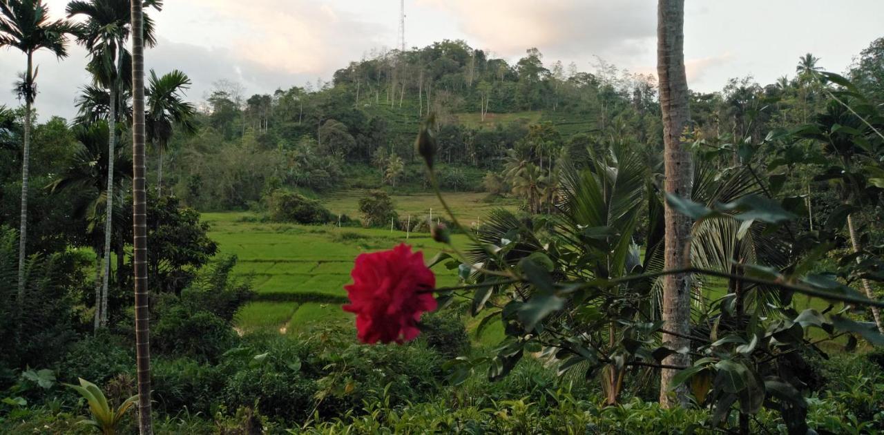 Rainforest Holiday Inn デニヤヤ エクステリア 写真